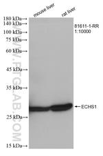 ECHS1 Antibody in Western Blot (WB)