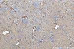 GPR126 Antibody in Immunohistochemistry (Paraffin) (IHC (P))