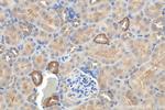GPR126 Antibody in Immunohistochemistry (Paraffin) (IHC (P))