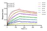 GAPDH Antibody in Surface plasmon resonance (SPR)