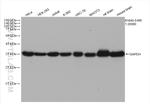 GAPDH Antibody in Western Blot (WB)