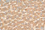 Transferrin Antibody in Immunohistochemistry (Paraffin) (IHC (P))