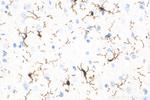 IBA1 Antibody in Immunohistochemistry (Paraffin) (IHC (P))