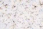 IBA1 Antibody in Immunohistochemistry (Paraffin) (IHC (P))