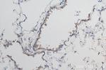 TGF Beta 1 Antibody in Immunohistochemistry (Paraffin) (IHC (P))