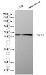 TGF Beta 1 Antibody in Western Blot (WB)