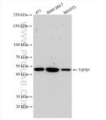 TGF Beta 1 Antibody in Western Blot (WB)