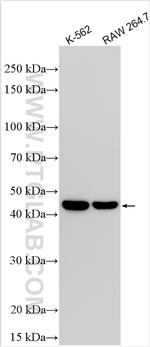 TGF Beta 1 Antibody in Western Blot (WB)