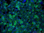 CD71 Antibody in Immunocytochemistry (ICC/IF)