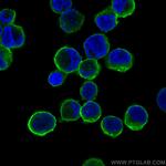 CD71 Antibody in Immunocytochemistry (ICC/IF)