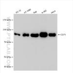 CD71 Antibody in Western Blot (WB)