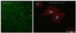 ATF4 Antibody in Immunocytochemistry (ICC/IF)