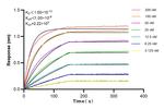 ATF4 Antibody in Surface plasmon resonance (SPR)