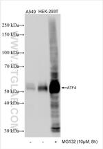 ATF4 Antibody in Western Blot (WB)