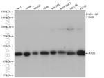 ATG5 Antibody in Western Blot (WB)