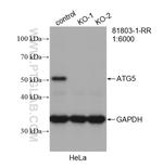 ATG5 Antibody in Western Blot (WB)