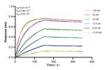 NR1H4 Antibody in Surface plasmon resonance (SPR)