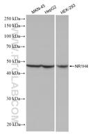 NR1H4 Antibody in Western Blot (WB)