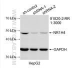 NR1H4 Antibody in Western Blot (WB)