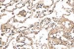 PRDX3 Antibody in Immunohistochemistry (Paraffin) (IHC (P))