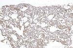 PRDX3 Antibody in Immunohistochemistry (Paraffin) (IHC (P))