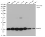 PRDX3 Antibody in Western Blot (WB)