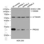 PRDX3 Antibody in Western Blot (WB)