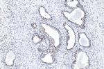 Phospho-CREB1 (Ser133) Antibody in Immunohistochemistry (Paraffin) (IHC (P))