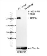 USP9X Antibody in Western Blot (WB)