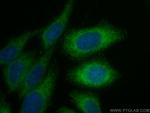 STX17 Antibody in Immunocytochemistry (ICC/IF)