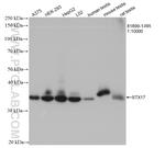 STX17 Antibody in Western Blot (WB)