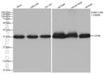 LDHB Antibody in Western Blot (WB)