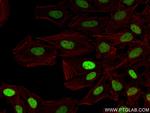 Histone H3 Antibody in Immunocytochemistry (ICC/IF)
