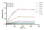 Histone H3 Antibody in Surface plasmon resonance (SPR)
