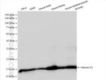 Histone H3 Antibody in Western Blot (WB)