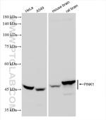 PINK1 Antibody in Western Blot (WB)
