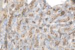 Moesin Antibody in Immunohistochemistry (Paraffin) (IHC (P))