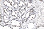 B23/NPM1 Antibody in Immunohistochemistry (Paraffin) (IHC (P))