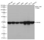 GSK3B Antibody in Western Blot (WB)