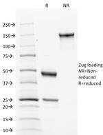 Calnexin Antibody in SDS-PAGE (SDS-PAGE)
