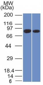 Calnexin Antibody in Western Blot (WB)