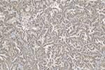 CD9 Antibody in Immunohistochemistry (Paraffin) (IHC (P))