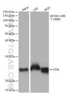 CD9 Antibody in Western Blot (WB)