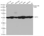 USP14 Antibody in Western Blot (WB)
