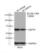 USP14 Antibody in Western Blot (WB)