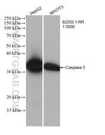 Caspase 3 Antibody in Western Blot (WB)