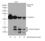 Caspase 3 Antibody in Western Blot (WB)