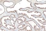 SIRT3 Antibody in Immunohistochemistry (Paraffin) (IHC (P))