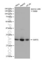 SIRT3 Antibody in Western Blot (WB)