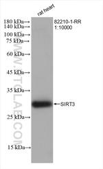 SIRT3 Antibody in Western Blot (WB)